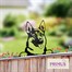 Primus Metal German Shepherd Peeking Dog Garden Decor Silhouette (PF1015)Alternative Image1