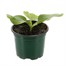 Pumpkin 10.5cm Pot VegetablesAlternative Image1