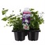 Recipe Cool Mix Blue Carry Pack Pot Bedding Alternative Image