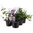 Recipe Cool Mix Blue Carry Pack Pot Bedding Alternative Image