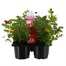 Recipe Hot Mix Carry Pack Pot Bedding Alternative Image