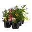 Recipe Hot Mix Carry Pack Pot Bedding Alternative Image