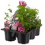 Recipe Pink Mix Carry Pack Box Bedding Alternative Image