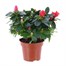 Azalea Red Indoor Houseplant - 14cm Pot Alternative Image