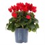 Cyclamen Red Indoor Houseplant - 11cm Pot Alternative Image