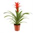 Guzmania Red HouseplantAlternative Image3