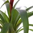 Guzmania Red HouseplantAlternative Image4