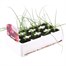Red Onion Red Pearl 12 Pack Boxed VegetablesAlternative Image2