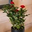 Red Rose Houseplant - 10.5cm PotAlternative Image1