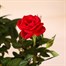 Red Rose Houseplant - 10.5cm PotAlternative Image2