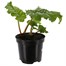 Rhubarb Timperley Earley 3L Pot VegetablesAlternative Image1