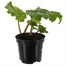Rhubarb Timperley Earley 3L Pot Vegetable Alternative Image