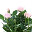 Pink Rose Houseplant - 10.5cm PotAlternative Image5
