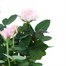 Pink Rose Houseplant - 10.5cm PotAlternative Image6