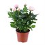 Pink Rose Houseplant - 10.5cm PotAlternative Image4