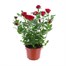 Red Rose Houseplant - 10.5cm PotAlternative Image3