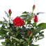 Red Rose Houseplant - 10.5cm PotAlternative Image4