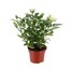 White Rose Houseplant - 10.5cm PotAlternative Image3