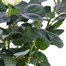 White Rose Houseplant - 10.5cm PotAlternative Image4
