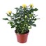 Yellow Rose Houseplant - 10.5cm PotAlternative Image3