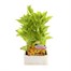 Rudbeckia Becky 6 Pack Boxed BeddingAlternative Image1