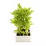 Rudbeckia Becky 6 Pack Boxed BeddingAlternative Image2