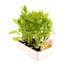 Rudbeckia Becky 6 Pack Boxed BeddingAlternative Image3