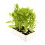 Rudbeckia Becky 6 Pack Boxed BeddingAlternative Image4