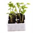 Runner Beans Streamline 6 Pack Boxed VegetablesAlternative Image1