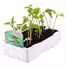 Runner Beans Streamline 6 Pack Boxed VegetablesAlternative Image2