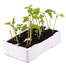 Runner Beans Streamline 6 Pack Boxed VegetablesAlternative Image3