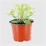 Sage All Gold 10.5cm Pot Bedding Alternative Image