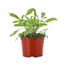 Sage Icterina 10.5cm Pot Bedding Alternative Image