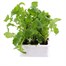 Salad Rocket 12 Pack Boxed VegetablesAlternative Image1