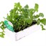 Salad Rocket 12 Pack Boxed VegetablesAlternative Image2