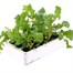 Salad Rocket 12 Pack Boxed VegetablesAlternative Image3
