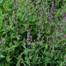 Salvia Amethyst Perennial Plant 9cm Pot - Set of 3Alternative Image1