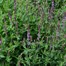 Salvia Amethyst Lips Perennial Plant 2L Pot - Set of 3Alternative Image1