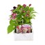 Salvia F1 Salsa Mixed 6 Pack Boxed BeddingAlternative Image2