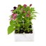 Salvia F1 Salsa Mixed 6 Pack Boxed BeddingAlternative Image3