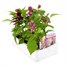 Salvia F1 Salsa Mixed 6 Pack Boxed BeddingAlternative Image4