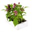 Salvia F1 Salsa Mixed 6 Pack Boxed BeddingAlternative Image5