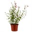Salvia Hot Lips 3L Pot BeddingAlternative Image1