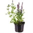 Salvia Merlue Blue 13cm Pot BeddingAlternative Image1