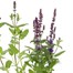 Salvia Merlue Blue 13cm Pot BeddingAlternative Image2