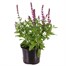 Salvia Merlue Rose 13cm Pot BeddingAlternative Image1