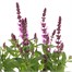 Salvia Merlue Rose 13cm Pot BeddingAlternative Image2