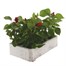Salvia Sizzler Orchid 6 Pack Boxed BeddingAlternative Image3