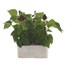 Salvia Sizzler Purple 6 Pack Boxed BeddingAlternative Image1