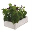 Salvia Sizzler Purple 6 Pack Boxed BeddingAlternative Image2